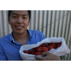 OUTDOOR TOMATOES  5 KG Bag Katikati Grown